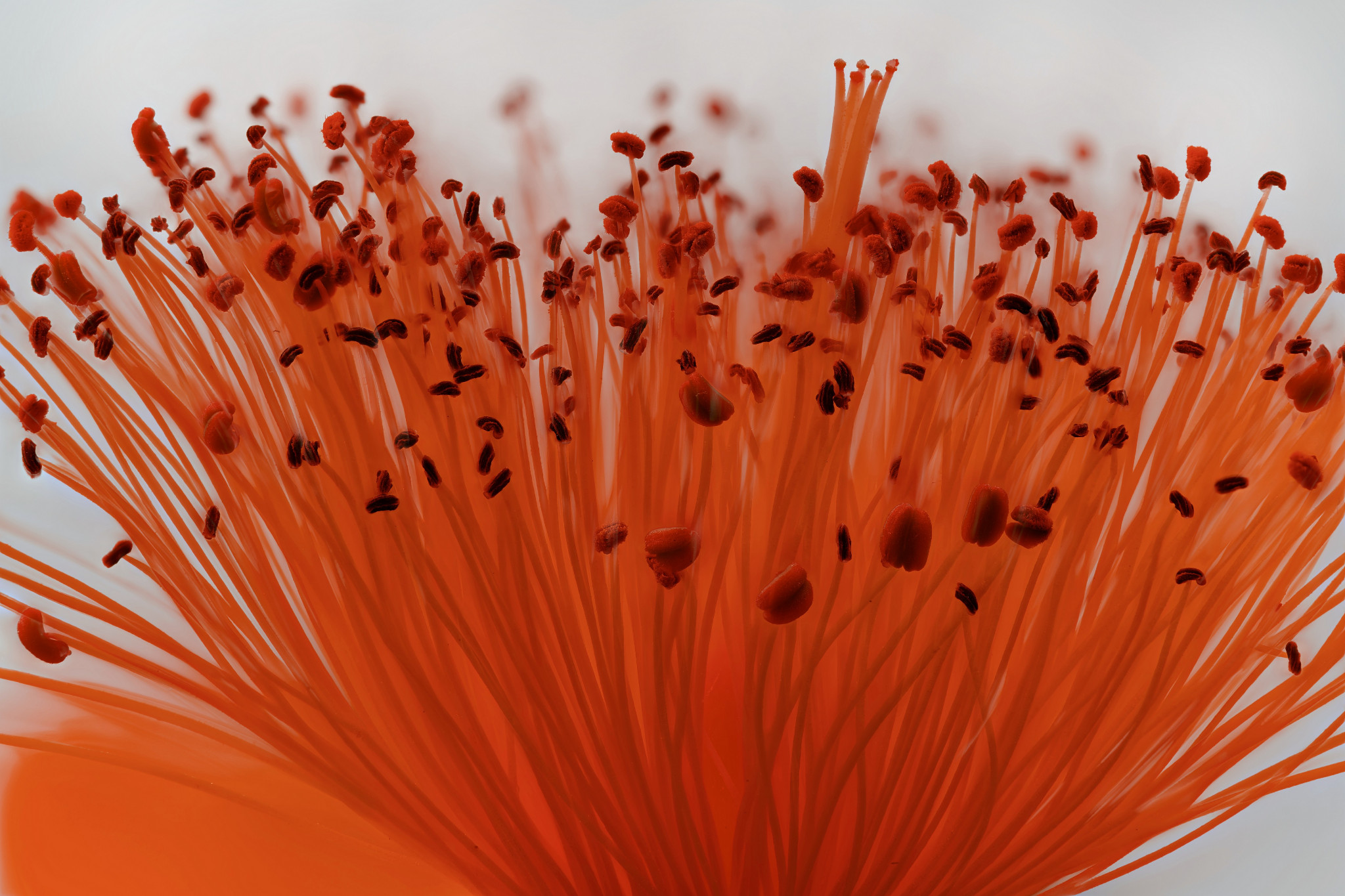 Großkelchiges Johanniskraut